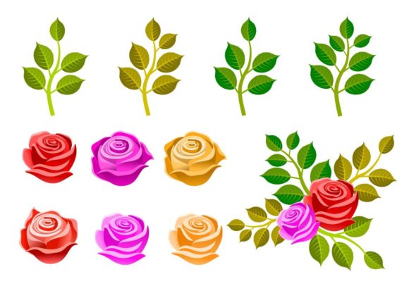 Set of Illustrated Roses Elements for Graphics and Illustrations